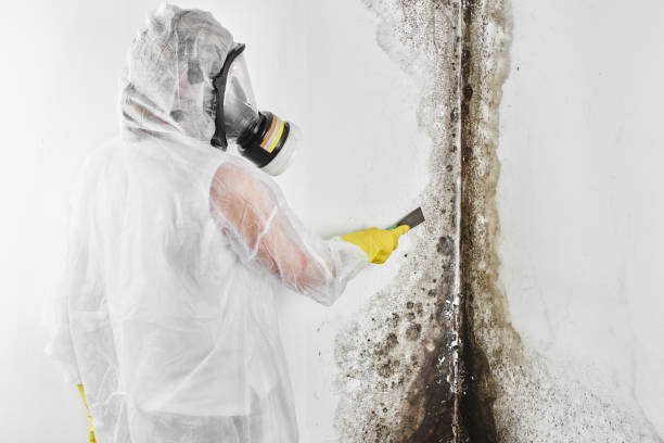 Best Mold Damage Repair  in Emerd Mountain, AL