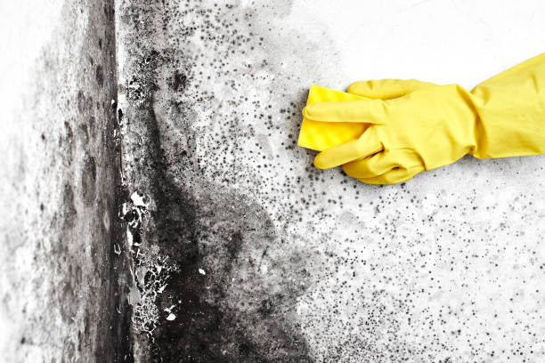Certified Mold Removal in Emerald Mountain, AL