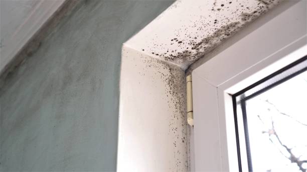 Mold Removal Process in Emerald Mountain, AL