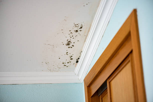 Best Mold Remediation Experts  in Emerd Mountain, AL