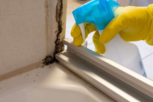 Reliable Emerald Mountain, AL Mold Removal Solutions