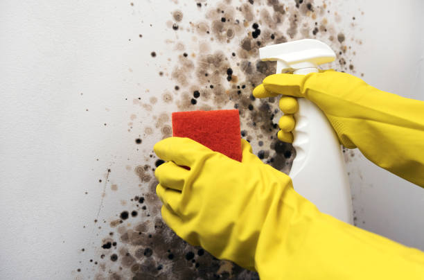 Best Mold Testing  in Emerd Mountain, AL