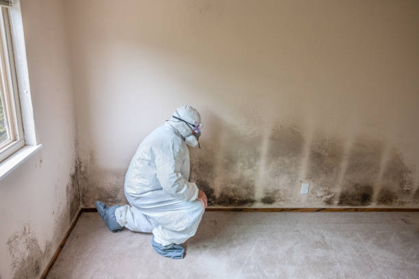 Best Mold Removal Company Near Me  in Emerd Mountain, AL