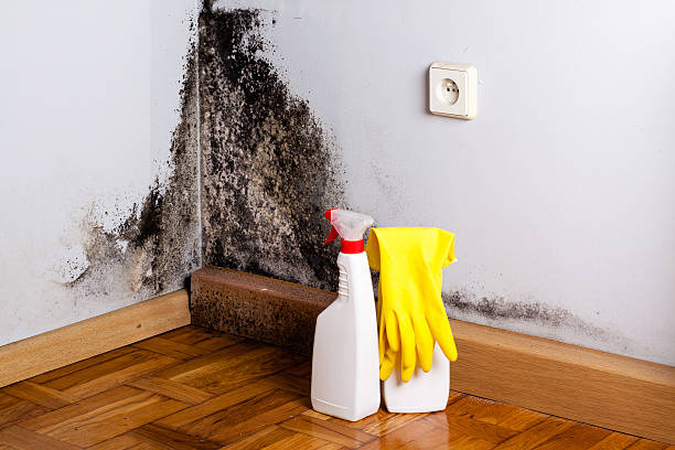 Best Emergency Mold Removal  in Emerd Mountain, AL