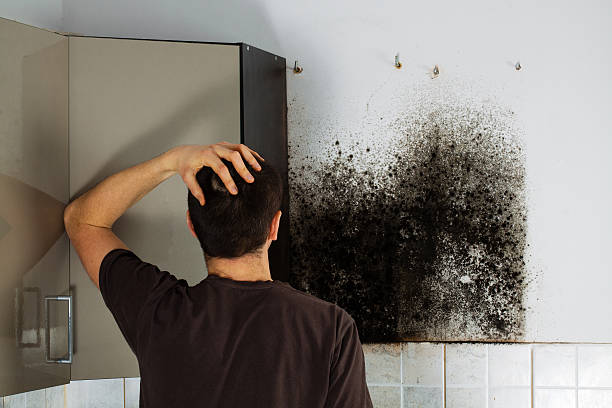 Best Mold Remediation  in Emerd Mountain, AL