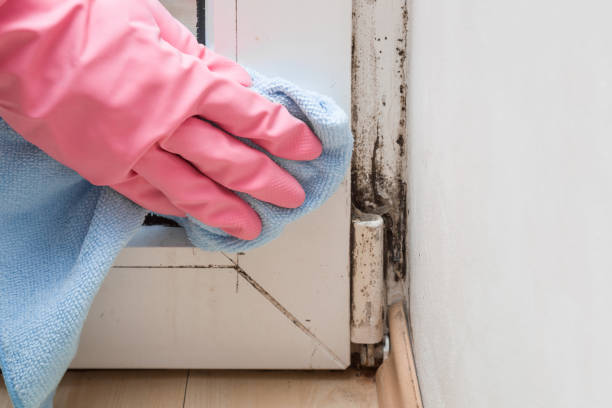 Best Office Mold Removal Services  in Emerd Mountain, AL